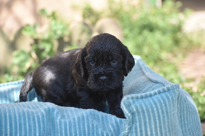 Les chiots de Cocker Spaniel Anglais