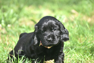 Femelle noir - Cocker Spaniel Anglais