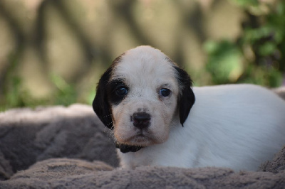 Les chiots de Setter Anglais