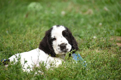 Les chiots de Cocker Spaniel Anglais