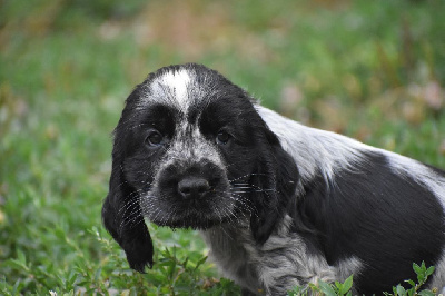 Les chiots de Cocker Spaniel Anglais