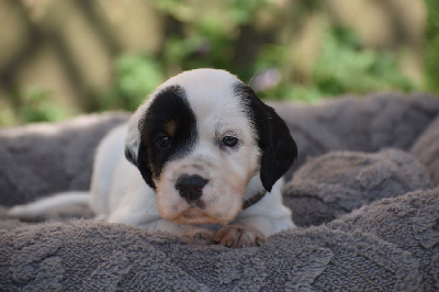 Les chiots de Setter Anglais