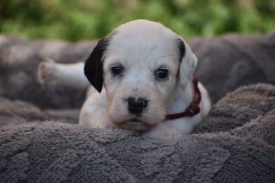 Les chiots de Setter Anglais