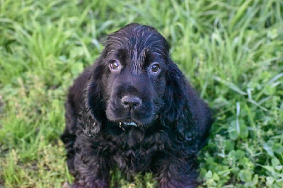 Les chiots de Cocker Spaniel Anglais