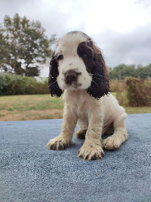 Les chiots de Cocker Spaniel Anglais