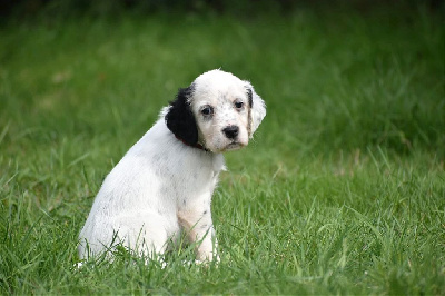 CHIOT trico collier bordeaux - Setter Anglais