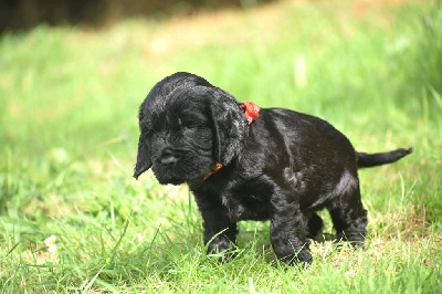 Les chiots de Cocker Spaniel Anglais