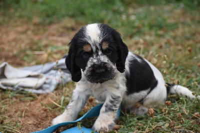 Les chiots de Cocker Spaniel Anglais