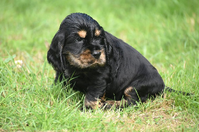 Les chiots de Cocker Spaniel Anglais