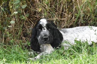 Les chiots de Cocker Spaniel Anglais