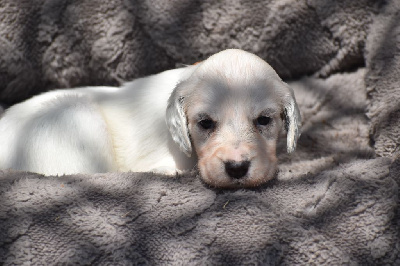 Les chiots de Setter Anglais