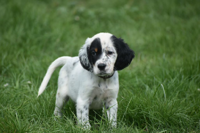 Les chiots de Setter Anglais