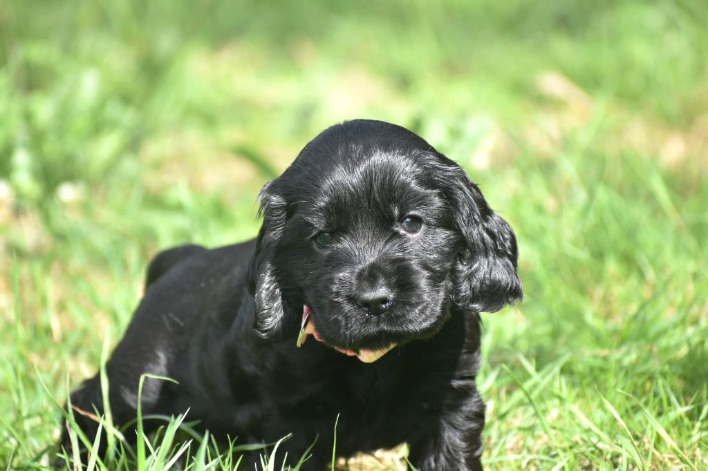 Femelle noir - Cocker Spaniel Anglais