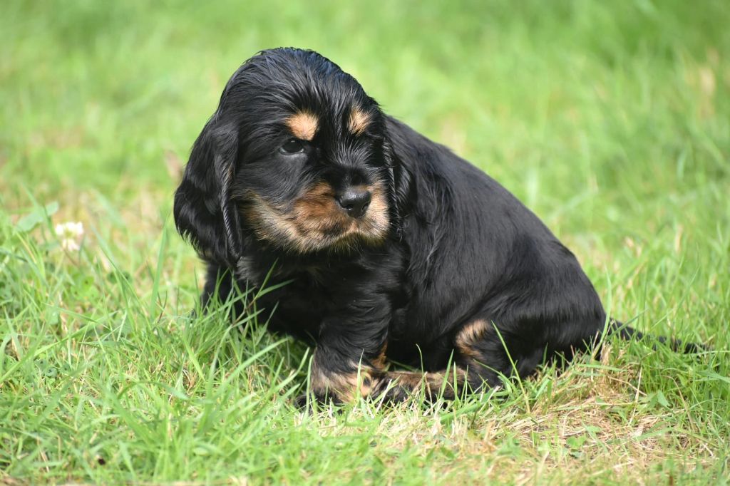 Noir et feu - Cocker Spaniel Anglais