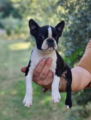 Les chiots de Boston Terrier