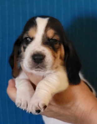 Les chiots de Basset Hound