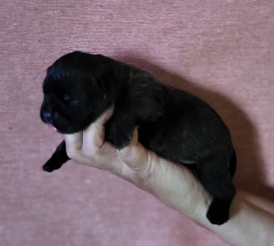 Les chiots de Bulldog continental