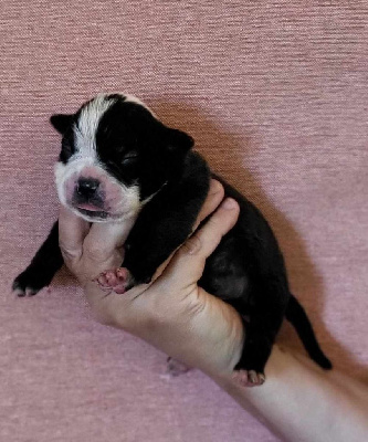 CHIOT - Bulldog continental