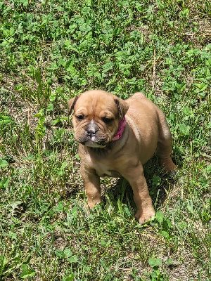 Les chiots de Bulldog continental