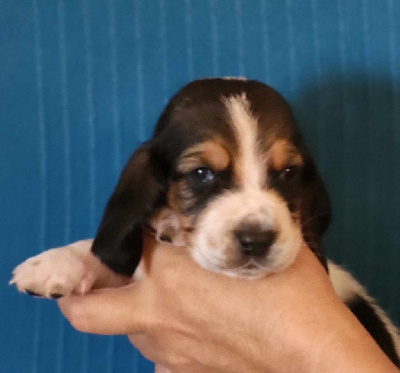 Les chiots de Basset Hound