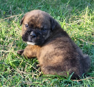 Verdict light fawn brindle - Bulldog continental