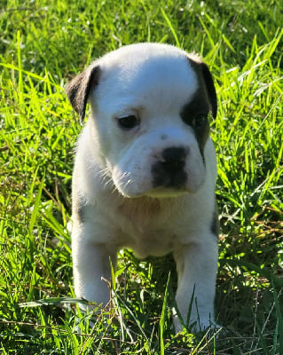 CHIOT - Bulldog continental