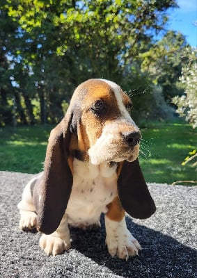 Les chiots de Basset Hound