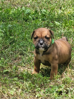 Les chiots de Bulldog continental