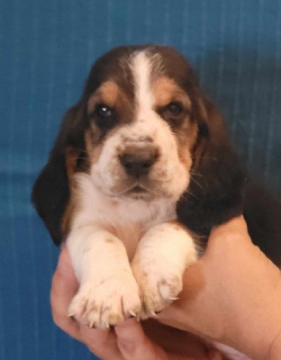 Les chiots de Basset Hound