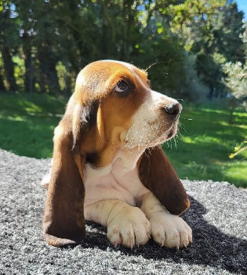 Les chiots de Basset Hound