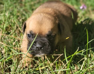 VALENTINO - Bulldog continental