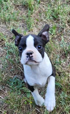 Les chiots de Boston Terrier