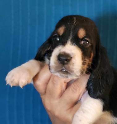 Les chiots de Basset Hound