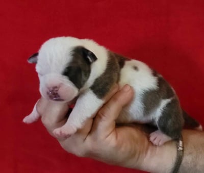 Les chiots de Bulldog continental