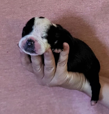 Les chiots de Bulldog continental