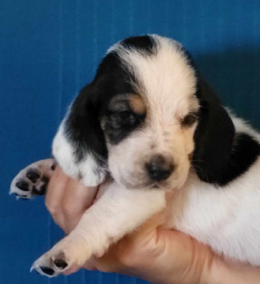 Les chiots de Basset Hound