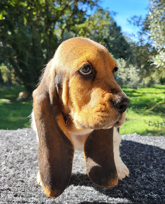 Les chiots de Basset Hound