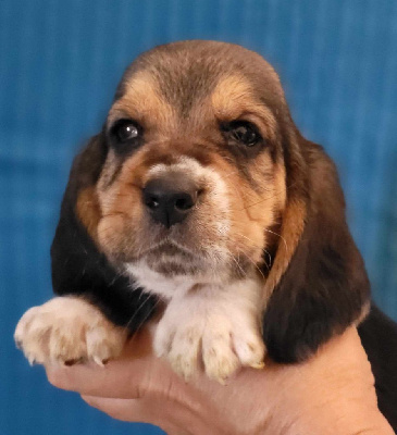 Les chiots de Basset Hound