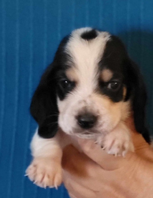 Les chiots de Basset Hound