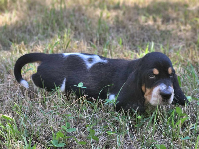 VINCENT - Basset Hound