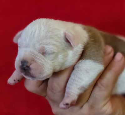 Les chiots de Bulldog continental