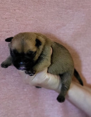 Les chiots de Bulldog continental