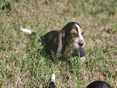 VALDO - Basset Hound