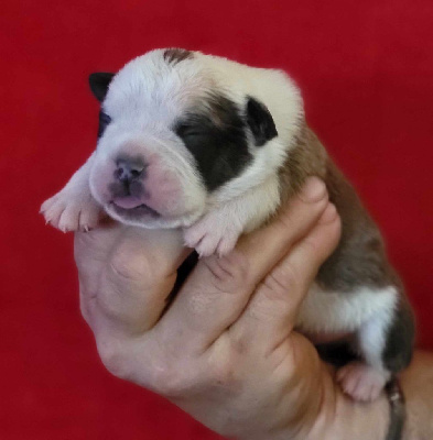 Les chiots de Bulldog continental