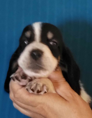 Les chiots de Basset Hound