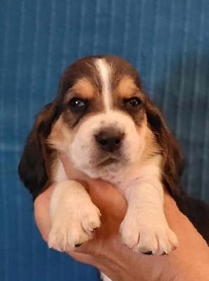 Les chiots de Basset Hound