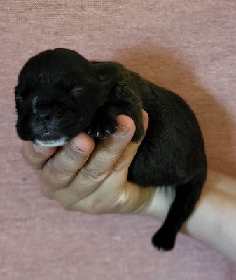 Les chiots de Bulldog continental