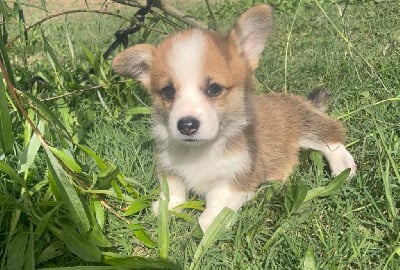 Les chiots de Welsh Corgi Pembroke