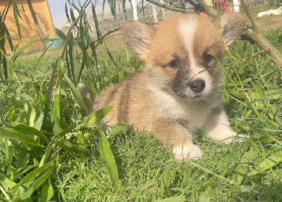 Les chiots de Welsh Corgi Pembroke