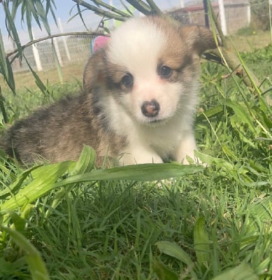 Les chiots de Welsh Corgi Pembroke